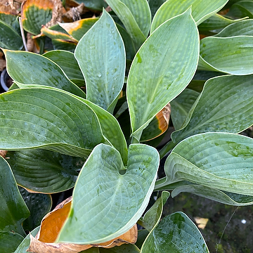Hosta 'Big Daddy' Funkia