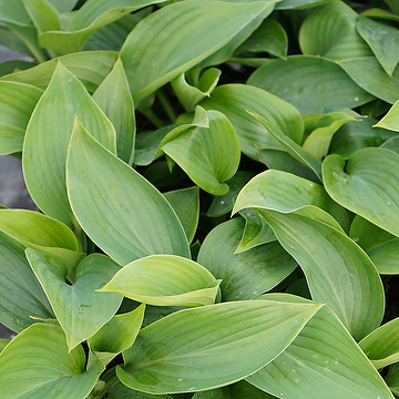 Hosta 'Empress Wu' 2L Funkia