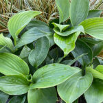 Hosta 'Empress Wu' Funkia