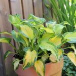 Hosta 'Etched Glass' Funkia