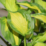 Hosta 'Etched Glass' Funkia