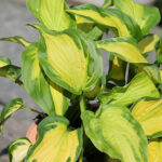 Hosta 'Etched Glass' Funkia