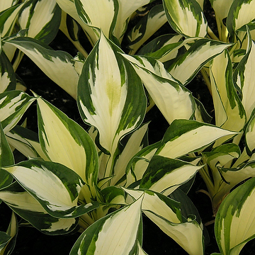 Hosta Fortunei-Gr. 'Fire & Ice' Blomsterfunkia
