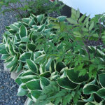 Hosta Fortunei-Gr. 'Francee' Blomsterfunkia