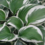 Hosta Fortunei-Gr. 'Patriot' 2L Blomsterfunkia