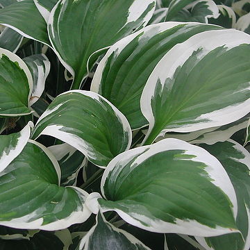 Hosta Fortunei-Gr. 'Patriot' 2L Blomsterfunkia