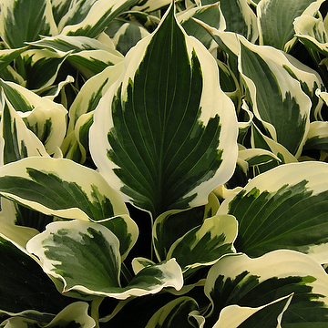 Hosta Fortunei-Gr. 'Patriot' Blomsterfunkia
