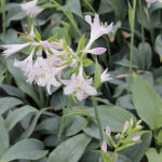 Hosta 'Fragrant Blue' Funkia
