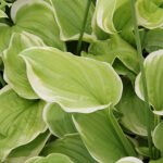 Hosta 'Fragrant Bouquet' Funkia