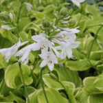 Hosta 'Fragrant Bouquet' Funkia