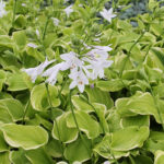 Hosta 'Fragrant Bouquet' Funkia