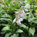 Hosta Tardiana-Gr. 'Devon Green' Blåfunkia