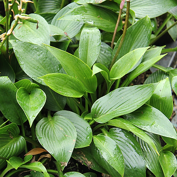 Hosta Tardiana-Gr. 'Devon Green' Blåfunkia