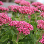 Hylotelephium 'Herbstfreude' Kärleksört