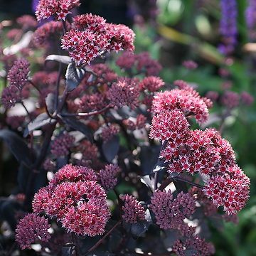 Hylotelephium 'José Aubergine' Kärleksört