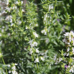 Hyssopus officinalis 'Albus' Isop