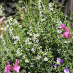 Hyssopus officinalis 'Albus' Isop