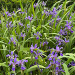 Iris versicolor 'Purple Flame' NY Brokiris