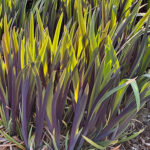 Iris versicolor 'Purple Flame' NY Brokiris