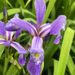 Iris versicolor 'Purple Flame' NY Brokiris
