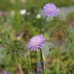 Knautia arvensis Åkervädd