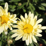 Leucanthemum superbum BROADWAY LIGHTS 'Leumayel' Jätteprästkrage