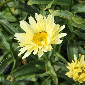 Leucanthemum superbum BROADWAY LIGHTS 'Leumayel' Jätteprästkrage