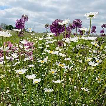 Leucanthemum vulgare Prästkrage