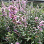Lythrum salicaria 'Blush' Fackelblomster
