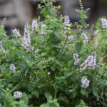 Mentha 'Strawberry' Citronmynta