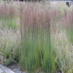 Molinia caerulea 'Moorhexe' Blåtåtel