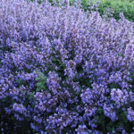 Nepeta faassenii 'Purrsian Blue' 2L Kantnepeta
