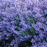 Nepeta faassenii 'Purrsian Blue' 2L Kantnepeta