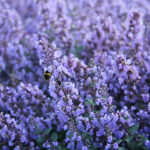 Nepeta faassenii 'Purrsian Blue' 2L Kantnepeta
