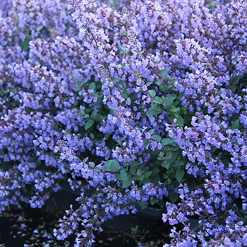 Nepeta faassenii 'Purrsian Blue' 2L Kantnepeta