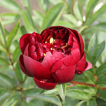 Paeonia 'Buckeye Belle' 2L Luktpion