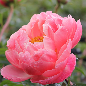 Paeonia 'Coral Charm' 2L Luktpion