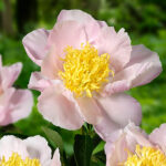 Paeonia 'Garden Lace' 2L Pion