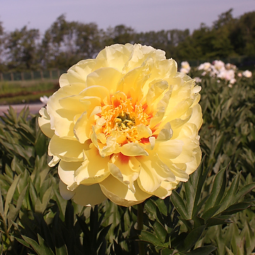 Paeonia Itoh-Gr. 'Bartzella' 4L Itoh-buskpion