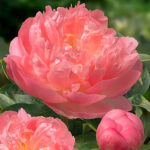 Paeonia 'Pink Hawaiian Coral' 2L Pion