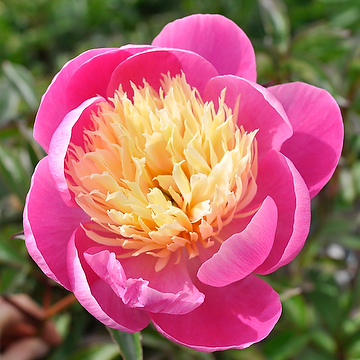 Paeonia lactiflora 'Bowl of Beauty' 2L Luktpion