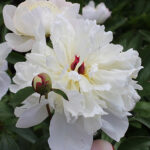 Paeonia lactiflora 'Immaculèe' 2L Luktpion