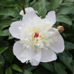 Paeonia lactiflora 'Immaculèe' 2L Luktpion