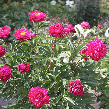 Paeonia lactiflora 'Karl Rosenfield' 2L Luktpion