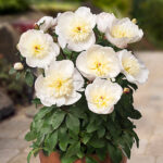 Paeonia lactiflora 'Madrid' 2L Luktpion
