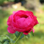 Paeonia lactiflora 'Paula Fay' 2L NY Luktpion