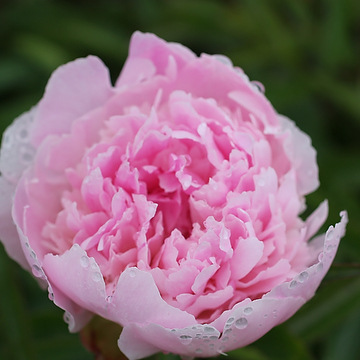 Paeonia lactiflora 'Pecher' 2L Luktpion