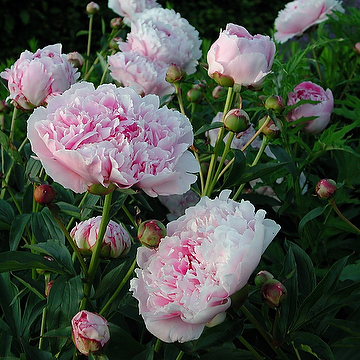Paeonia lactiflora 'Sarah Bernardt' 2L Luktpion