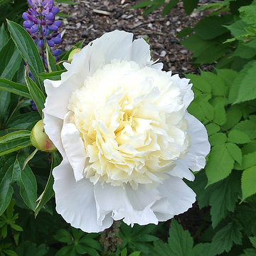 Paeonia lactiflora 'Shirley Temple' 2L Luktpion
