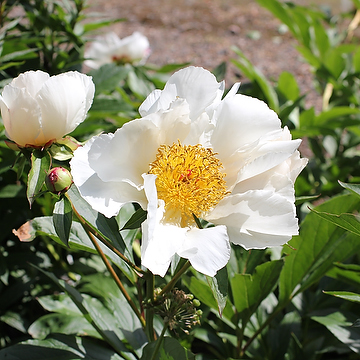 Paeonia lactiflora 'White Wings' 2L Luktpion